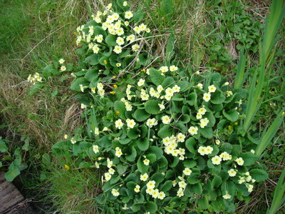 Primrose (Primula vulgaris)