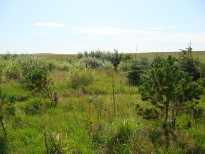 Lodgepole Pine (Pinus contorta)