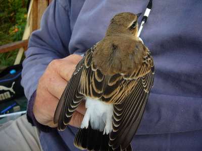 Wheatear (Oenanthe\
 oenanthe)