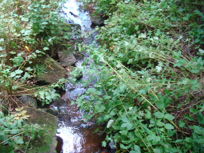 Oback Burn, Olav's Wood
