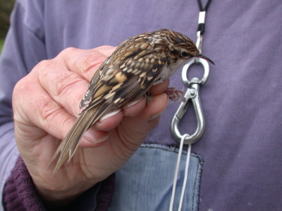 Treecreeper (Ce\
rthia familiaris)