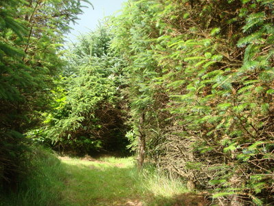 Olav's Wood, South Ronaldsay, Orkney