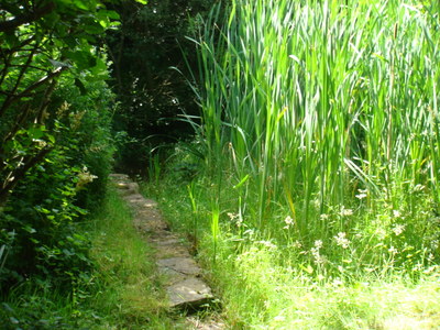 Olav's Wood - South Ronaldsay