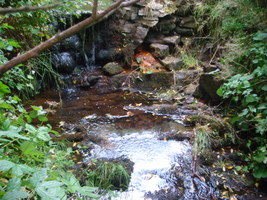 Olav's Wood - Oback Burn