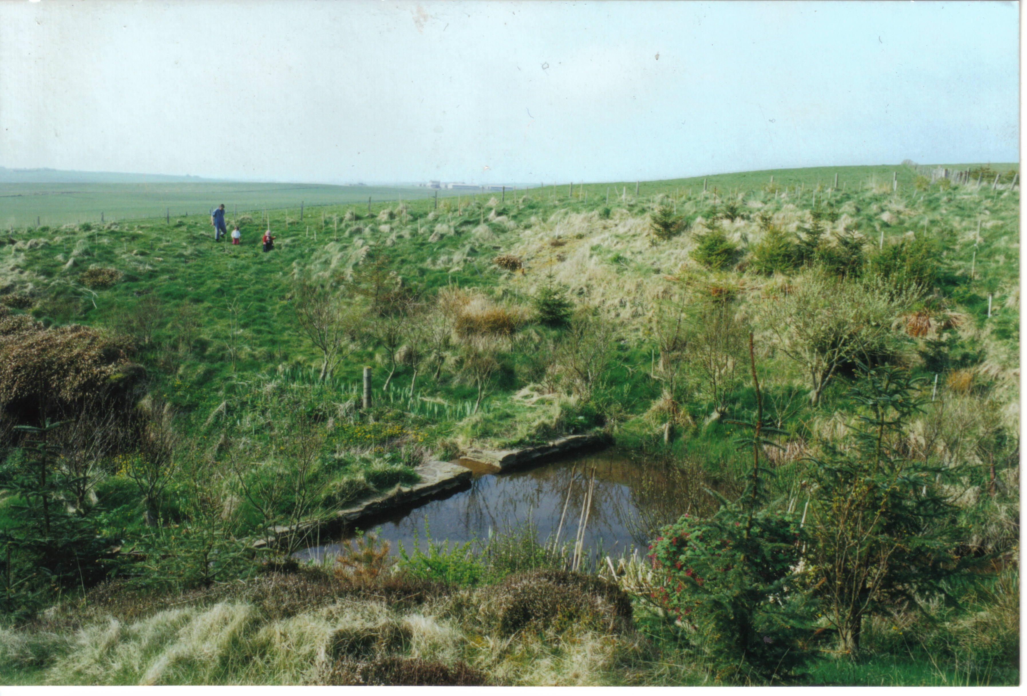 History, Olav's Wood